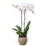 10% OFF all Orchid