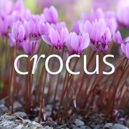 Crocus