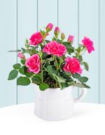 Spring Rose Jug - Now 25