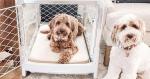Save 35% on Refurbished Crates & Kennels