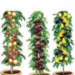 Pillar Fruit Trees - Buy 2 sets SAVE