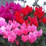 Cyclamen in Pots - Festive Plant