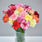 Mixed Christmas Carnations 20 Stems for