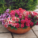 Buy 2 Save 5 Petunia Bolero 12 Mega