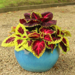 Coleus Kong Empire - 10% Off