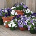 10% Off Petunia Montage