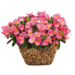 10% Off Begonia Sprint Plus Green Leaf