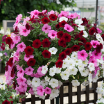 Petunia Easywave Sweetheart 24 Plants (B...