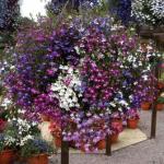 Lobelia Trail Away - 10% Off