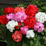 Up to 70% Off Geranium Parade