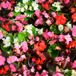 50% Off Begonia Sahara 70 Medium Plug