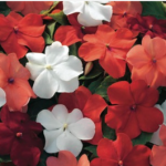 20% Off Impatiens Imara Salsa Mix 12