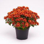 Chrysanthemum - 13cm Pots from 16.99