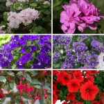 Mixed Premium Bedding Plant Collection -