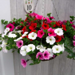 Petunia Surfinia Rosy Radiance Hanging B...