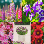 Lucky Dip Perennial Plants - 33% Off