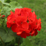 40% Off Geranium Fire Queen