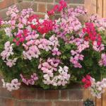 30% Off Geranium Balcony