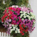 40% Off Petunia Grand Prix