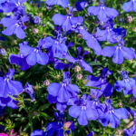 Lobelia Royal Blue - Buy One Get One