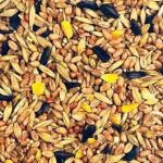 All Year Round Bird Seed Mix - From