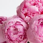 Peonies - 20 Stems - Choose a Color