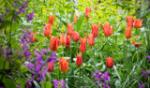 25% off All Tulips
