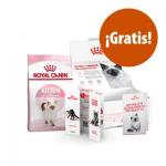 Royal Canin Kitten - Pack de prueba