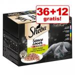 36 12 gratis! 48x85g Sheba natvoer voor